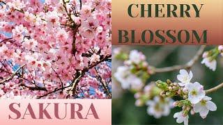 Cherry Blossom Flower | Japan's National Flower | Sakura