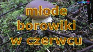 młode borowiki w czerwcu