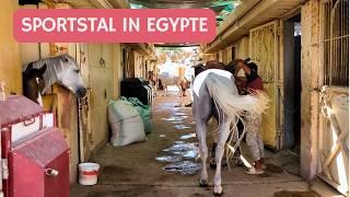 Sportstal in Egypte  Staltour + Decathlon Paardenspullen | 𝘚𝘯𝘶𝘪𝘵𝘢𝘣𝘭𝘦