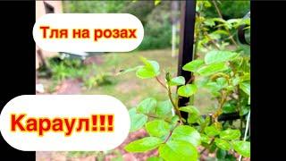 #финляндия#розы#сад Пытаюсь спасти розы в моем саду от нашествия тли