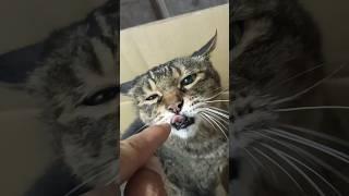 Tease  Day10 #shorts #cute #cat #funny #asmr