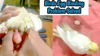 Cockatiel Ki Female Ko Huwa Egg Binding || Dekhiye Kaise Solve Kiya Humne Live Shop Pe