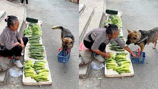 High IQ dog helps owner to buy food Smart dog