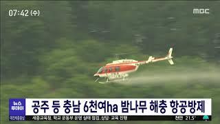 충남도, 공주 등 6천 ha 밤나무 해충 항공방제/대전MBC