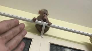 BABY MONKEY & DOG - THE FUNNY CARVING OF BABY SHIN AND FATHER | Cute animal videos