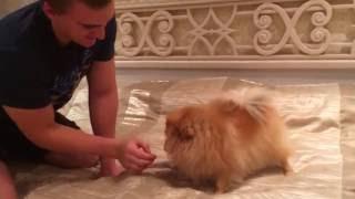 Злой шпиц. Шпиц рычит и дерётся/ angry pomeranian