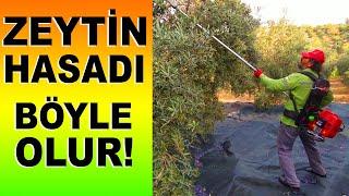 2020 Zeytin Hasatı ve Zeytinin Serüveni || Zeytin Hasat Makineleri || Zeytinyağ Fabrikası