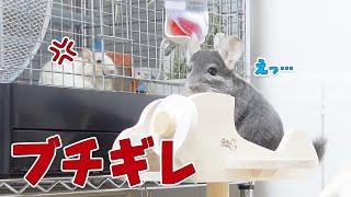 【絶望】デグーにちょっかいかけて怒られるチンチラ