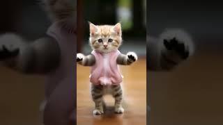 so funny cat videos  #cat #catlover #funnycat #shortvideo #shortsfeed #shorts #shortsvideo