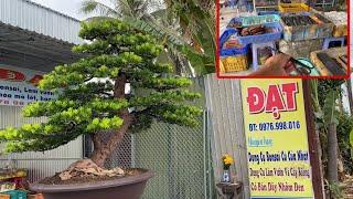 Tham Quan Tiệm Bán Dụng Cụ Bonsai Tại Long Xuyên