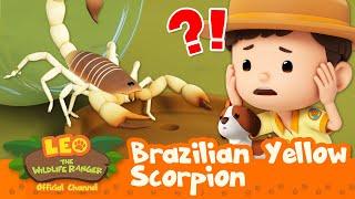 The SCORPION is POISONOUS!!  Brazilian Yellow Scorpion | Leo the Wildlife Ranger | Kids Cartoons