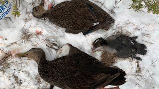 black duck hunting,今天成功把一只落单的野鸭骗到手，看来野鸭确实喜欢合群 NB猎导（67）