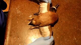 Blue winged teal full plumage