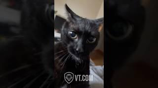 Cat Freaks Out & Tells Owner Why He’s Trippin! 