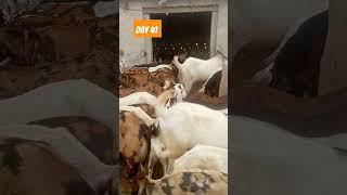 goat farm ! #motivation #short #goat #animals #animal