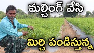 మల్చింగ్ వేసి మిర్చి పండిస్తున్న.. సాగు బాగుంది | రైతు బడి