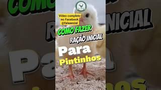 Como FAZER rAçÃo INICIAL para pintinhos com Probióticos,