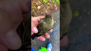 #saving a wildbird #bird #birdie #wildlife #wildbirds