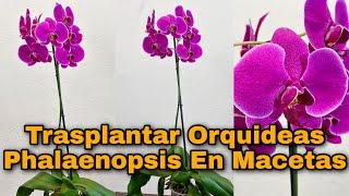 Como TRASPLANTAR ORQUÍDEAS en macetas CON FLORACION (Orquídeas phalaenopsis)