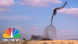 Huge Flocks Of Starlings Swoop Across Israel's Winter Sky | NBC News