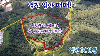 [53] 영천 임야. 야산매매!! 계획관리지역 42,347m2(12,810평) 약초재배. 태양광 등 영천 IC 13분 포인트 부동산 오소장