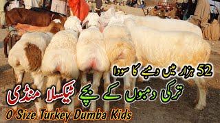 Turkey Dumba Kids | Today Taxila Mandi Latest Update 23 December 2022 | 52K Ma Soda Naseeb Ka