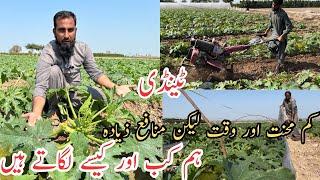 Tindi ki fasal |How and when to plant summer squash |Squash farming |Low bidget farming |IR FARM