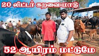 பெரிய கறவை மாடு எல்லாம் ரொம்ப விலை கம்மி வெயிலுக்கு.#erode #erodesanthai