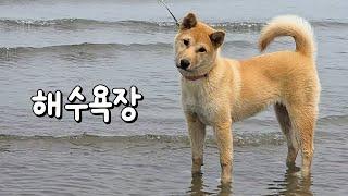 이번에는 진짜 바다를 보여줬어요