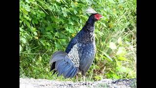 Kalij Pheasant