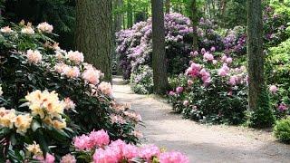 Der Rhododendronpark Gristede