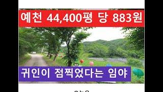 예천 44,400평 당 833원 (귀인이 점찍었다는 임야)