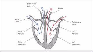 The Heart | GCSE Science | Biology | Get To Know Science