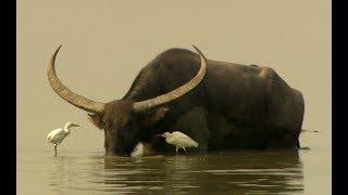 Water buffalos (Bubalus arnee) in Kaziranga