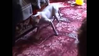 котэшки