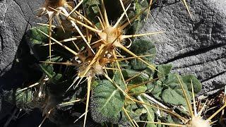 Ενδημικές κενταύριες της Ίδης (Centaurea idaea) στην Ορεινή Έρημο των Λευκών Ορέων της Κρήτης