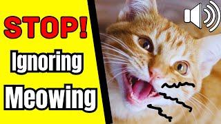 Never Ignore Your Cat’s Meow – Here’s What It Really Means!