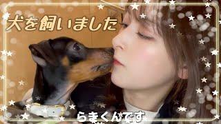 【ご報告】犬を飼いました。【ミニピン】