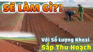 Quanglinhvlogs || Sẽ Làm Gì Với "Số Lương Khoai" Lớn "Sắp Thu Hoạch".