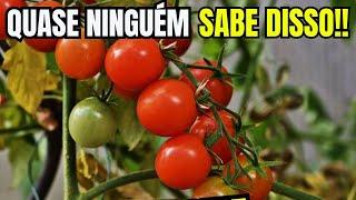 TRIPLIQUEI O RENDIMENTO DOS TOMATES COM ESSES 3 TRUQUES SIMPLES HORTA EM CASA