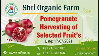 Shri Organic Farm Pomegranate Harvesting session  II