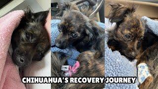 Chihuahua’s Recovery Journey | Dog Vlog | Brain Stem Injury