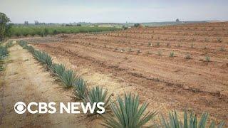 Why more California farmers are growing agave