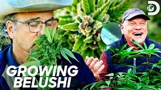 Jim Belushi Is Challenged to a Grow-Off | Growing Belushi