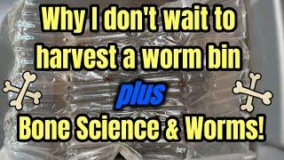 Why I don't wait to harvest a worm bin PLUS Bone Science & Worms!