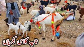 Top Class Bacho Wali Or Tiyar Bakriyan | Bakra Mandi Taxila Latest Update 6 January 2023