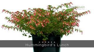 PlantHaven 360 Video - Cuphea Hummingbird’s Lunch