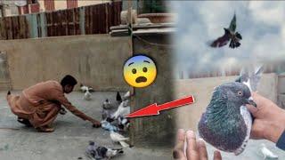 Lakwa Wala Teedy Kabootar Pkra || 1 Or Baby Pigeon Lakwa Ma Chala Gea. #itspigeonlover #petsvlog