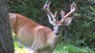 Bucks Are Starting to Show Up!  Nice Split Brow Tine Buck in Velvet