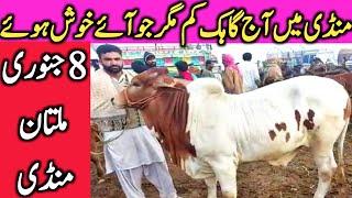 Multan Cattle Markeet Vip Cholistani Sahiwal Dajili Bachre Qurbani 2022 || Global Village Farming